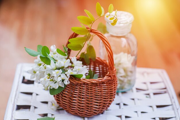 Bunch of acacia in wicker basket Collecting ingredients for natural cosmetics from of black locust