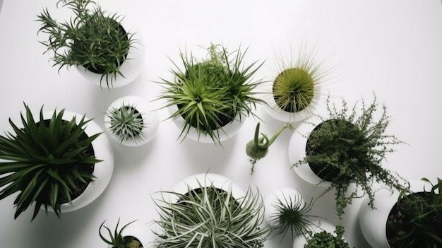 A bunch of air plants are on a white surface.