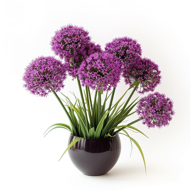 Foto un grappolo di fiori di allium in un vaso isolato su uno sfondo trasparente