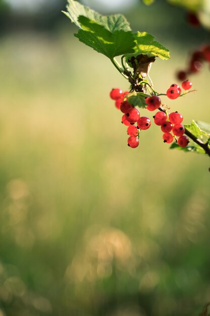 A bunch of amber-red currants on a branch