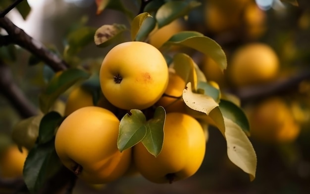 A bunch of apples are on a tree with leaves