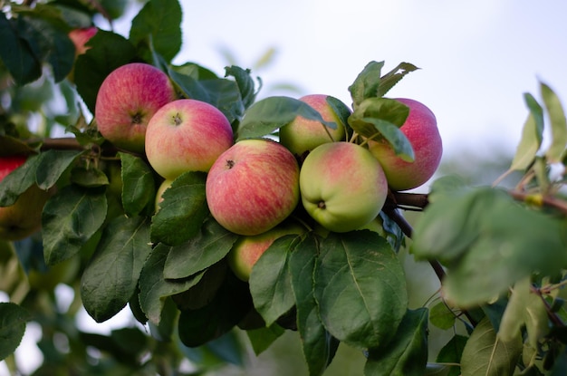 A bunch of apples on a tree with green leaves