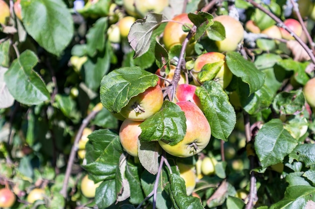 A bunch of apples on a tree with green leaves