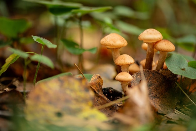 Mazzo di funghi armillaria o miele di agarico cresce sul terreno nel bosco