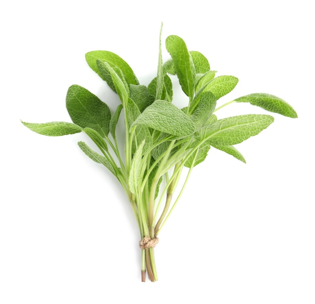 Bunch of aromatic fresh sage leaves on white background top view