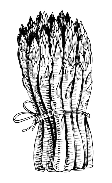 Bunch of asparagus Ink black and white drawing