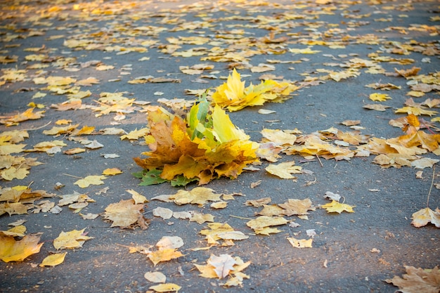 A bunch of autumn leaves on an asphalt road.