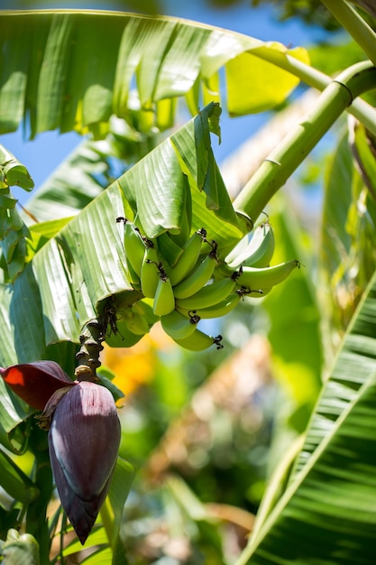 Bunch of banana on the palm tree