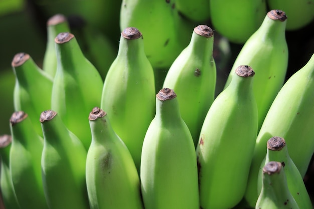 Photo a bunch of bananas are shown with the word banana on the top.