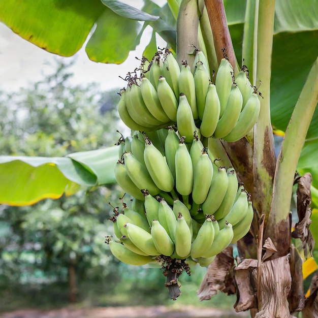 A bunch of bananas growing on a banana tree in a garden