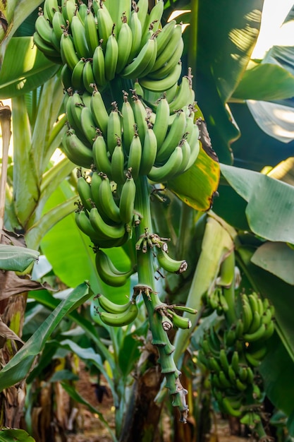 Bunch of bananas growing on banana tree