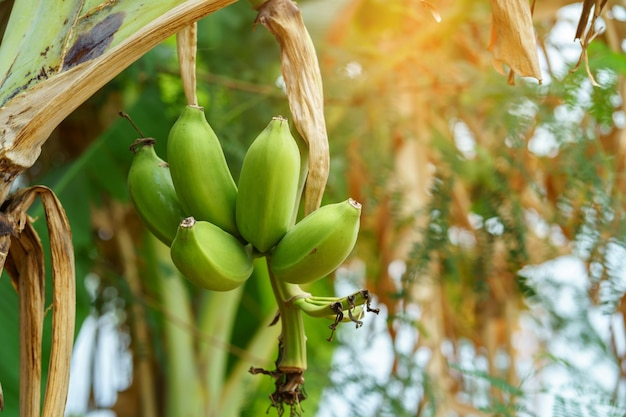 A bunch of bananas hanging from a tree