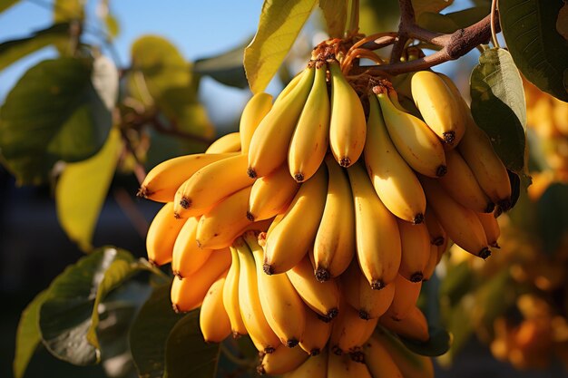 A bunch of bananas that are on a tree