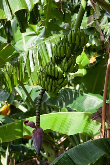 Foto un grappolo di banane con la sua inflorescenza