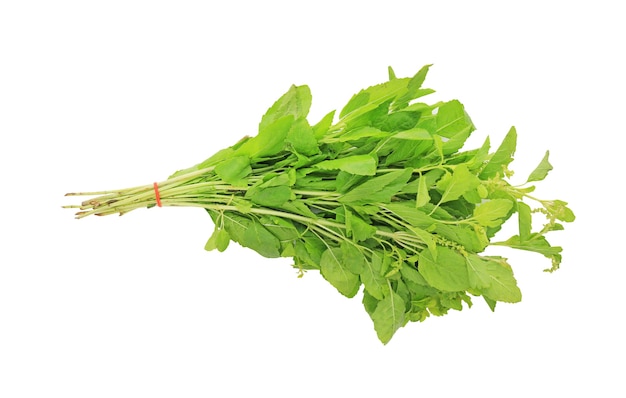 Bunch of basil leaf isolated on white background