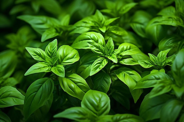 a bunch of basil plants are grown in a pot.