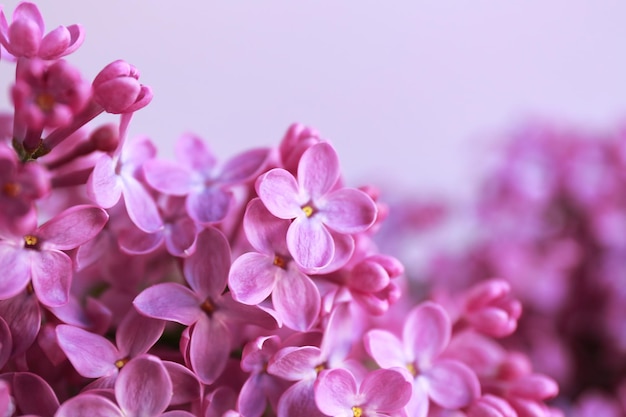 美しいライラック色の花のクローズ アップの束
