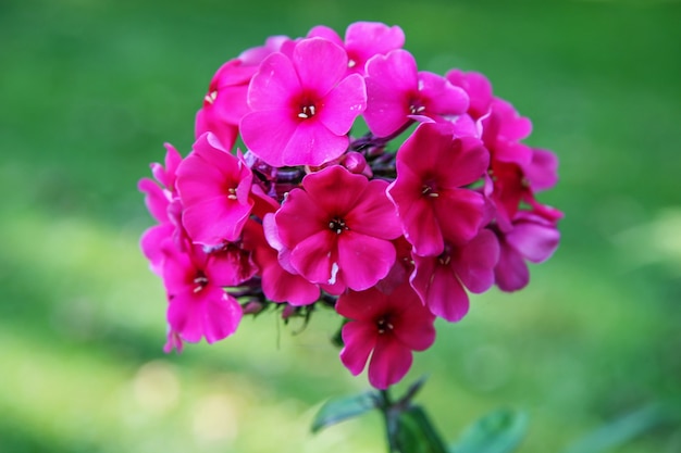 A bunch of beautiful red flowers on a green blurred background. Flowers of five petals on one stem. Selective focus