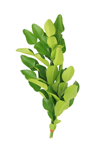 Bunch of Bergamot leaf (Kaffir lime leaf) on white