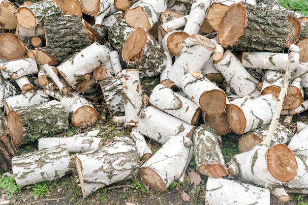 A bunch of birch logs firewood harvesting