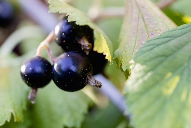 Photo a bunch of black currants on a branch of a berry bush