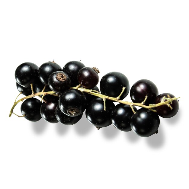 a bunch of black grapes with the word " the " on it.