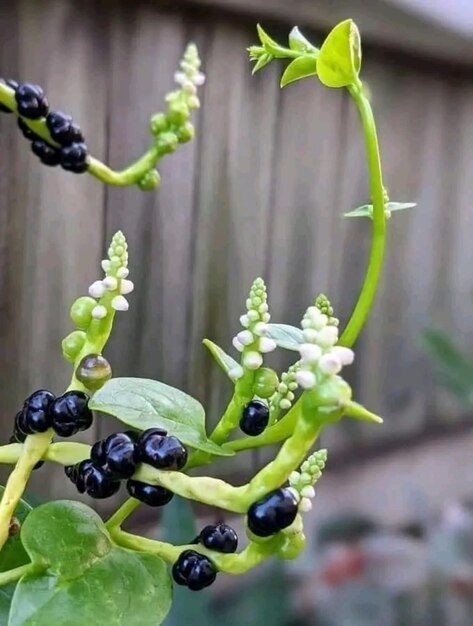 緑の葉を持つ植物にブラックベリーの束が乗っています。