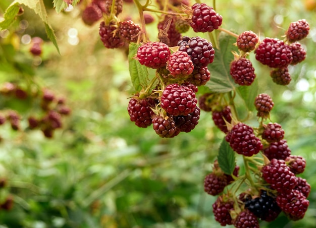 A bunch of blackberries.