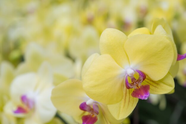 A bunch of blooming spotted moth orchids