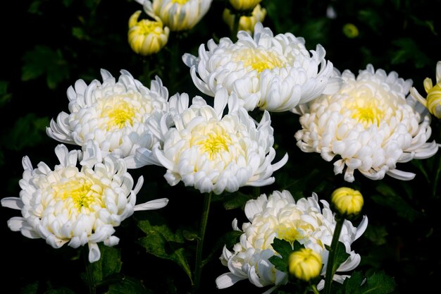 孤立した黒い背景に咲く白い菊の花の束