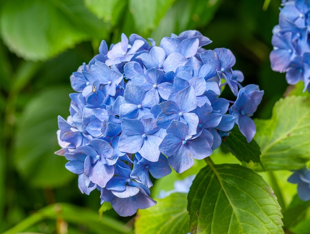 bunch of blue blossoms on bush