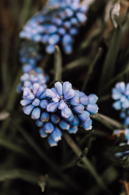 Foto un mazzo di fiori blu in un giardino.