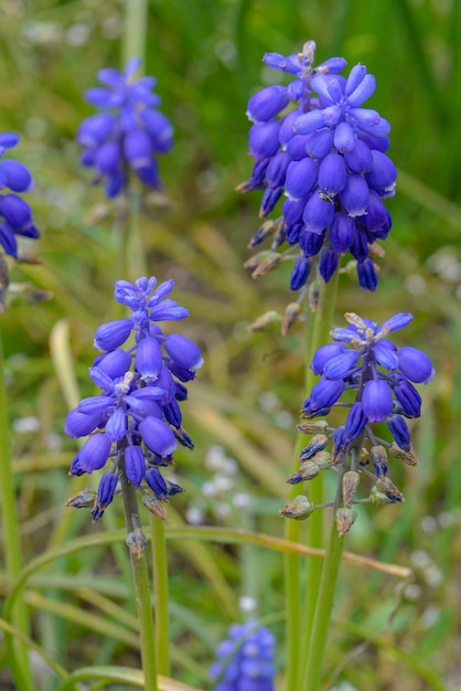 A bunch of blue flowers with the word " blue " on the bottom.