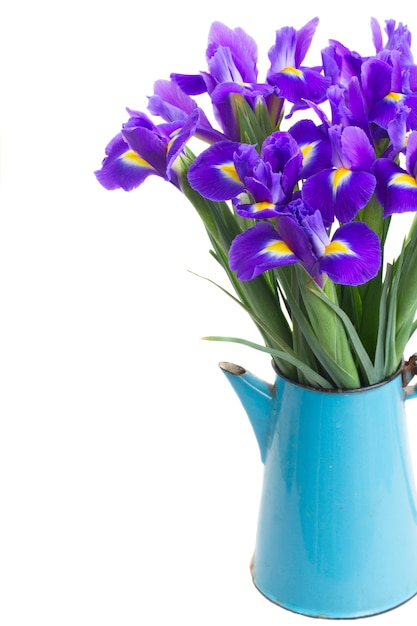 Bunch of blue fresh irises in blue pot close up isolated on white