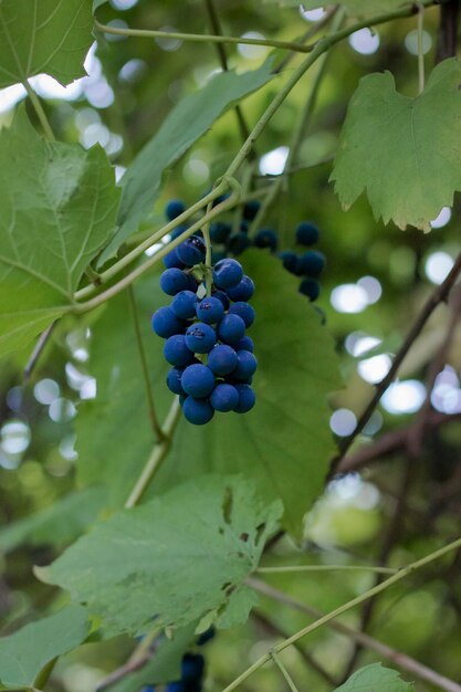 A bunch of blue grapes on a vine with green leaves