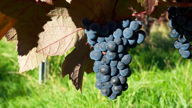 a bunch of blue grapes with red leaves in the vineyard