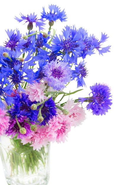 파란색과 분홍색 cornflowers 절연의 무리