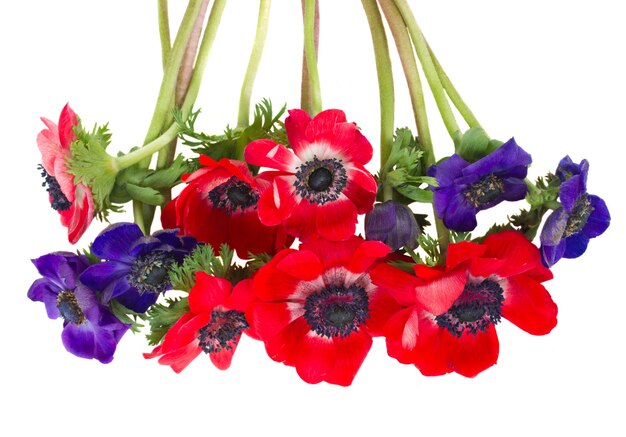 Bunch of blue and red  anemone flowers isolated on white wall