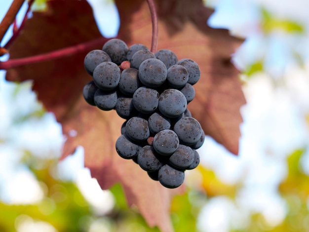 a bunch of blue wine grapes against a red grape leaf