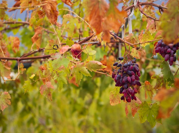 Bunch of bluered Moldovan grapes and autumn yellow foliage in Greece