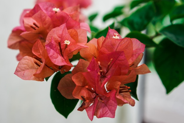 A bunch of bougainvillea flowers are in a vase.