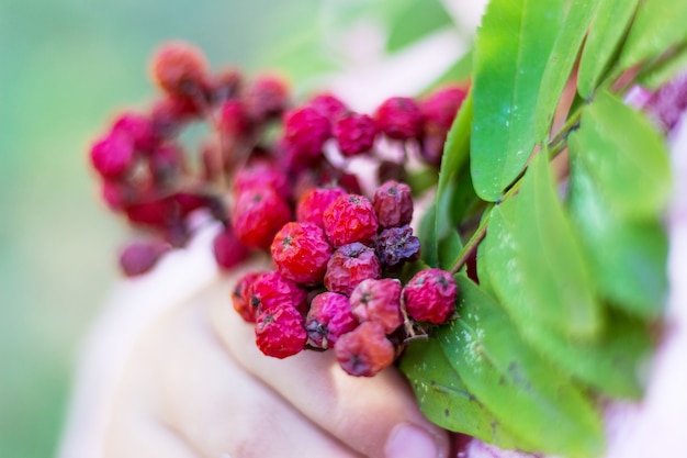 Photo bunch of branches with berries of mature mountain ash