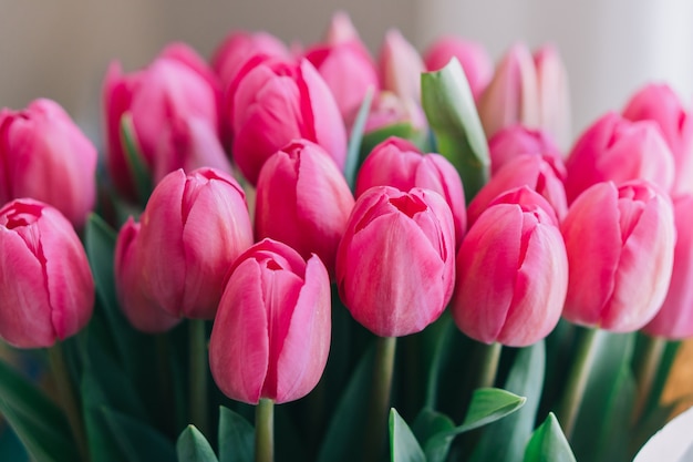 Bunch of bright pink tulips