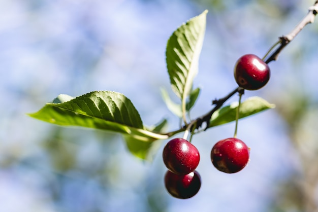 A bunch of bright red ripe cherries hanging on a branch of a cherry tree