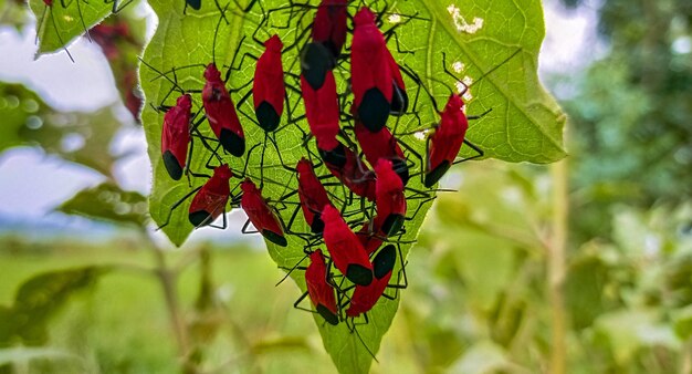 A bunch of bugs are on a green leaf