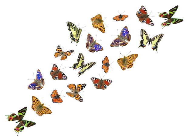 Photo a bunch of butterflies that are on a white background