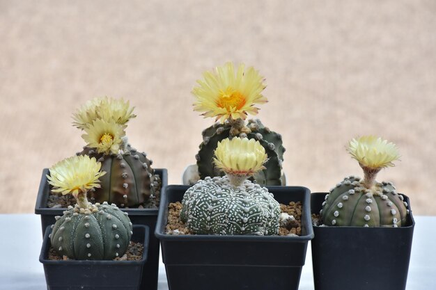 A bunch of cactus with a yellow flower on the top