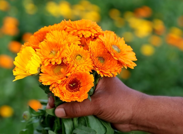 Bunch of calendula in field