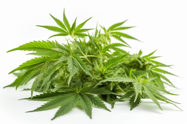 A bunch of cannabis leaves on a white background