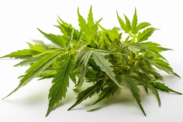 A bunch of cannabis leaves on a white background